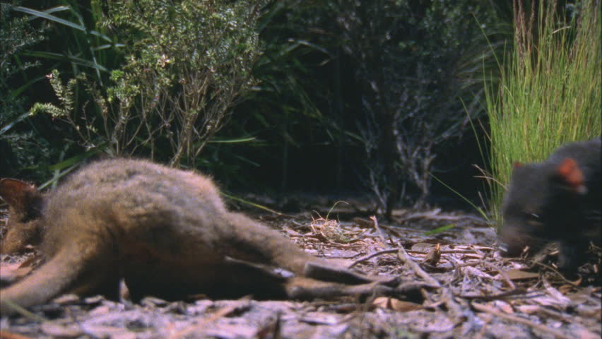 Tasmanian devil drags carcass into bush wallaby carcass Tasmanian devil walks toward camera to carcass