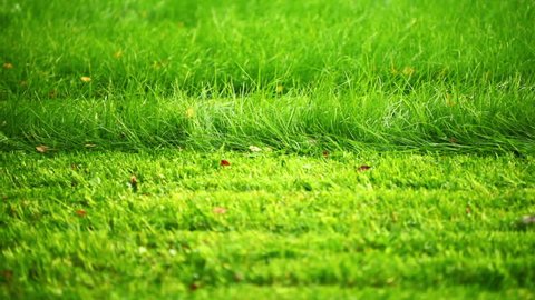 Lawn mower cutting the green grass, HD 1080p Stock Video