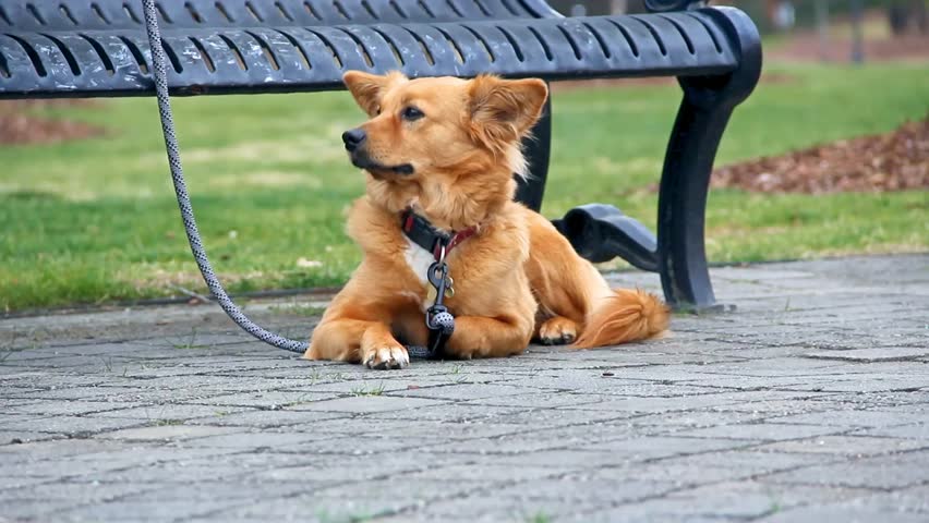 Small Furry Dog On A Leash By A Park Bench Sitting On Brickwork Looks Around And Gets Up And Down