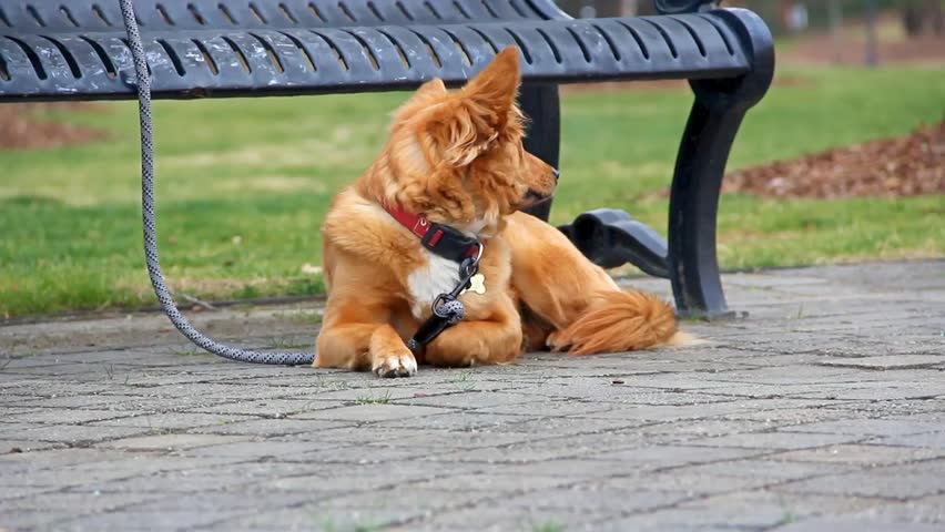 Small Dog By A Park Bench With A Leash Looks Around While On Some Brickwork