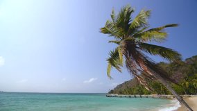 View of a palm tree on the beautiful tropical beach in La Miel, Panama near the border of Colombia