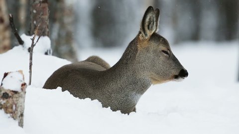 Roe deer laying in the snow and eat. Cold norwegian February.