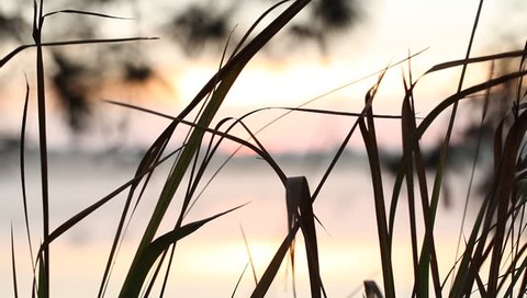 Silhouette of grass With the morning light at Lake