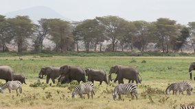 African elephants (Loxodonta africana) and plains zebras (Equus burchelli), Amboseli National Park, Kenya