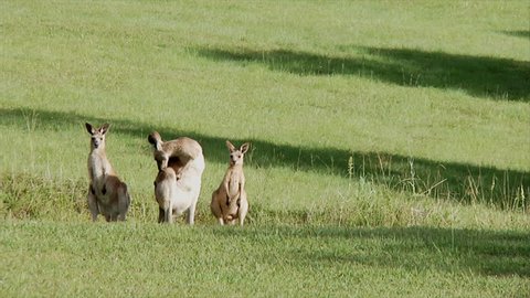 Kangaroo Trio