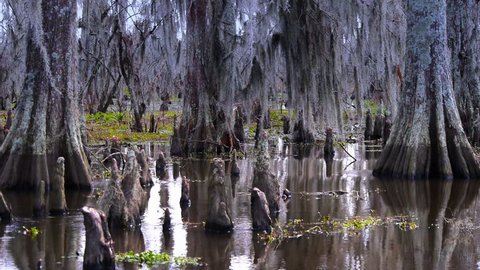 An establishing shot of the knees of bald cypress trees in the swamps of Louisiana.