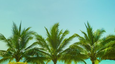 Video 1920x1080 - Blue sky above the tops of coconut trees on a tropical beach