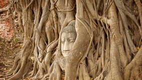 Video 1920x1080 - Stone face buried in the roots of a tree. Thailand. Ayutthaya