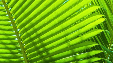 Video 1920x1080 - palm leaves close-up. Tropical abstract background