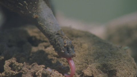 slow mo tongue 17cm long flicking into termite mound