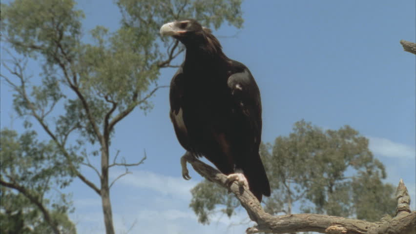 Wedge tailed Eagle perched on branch looking around