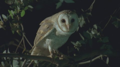 perched on tree at night