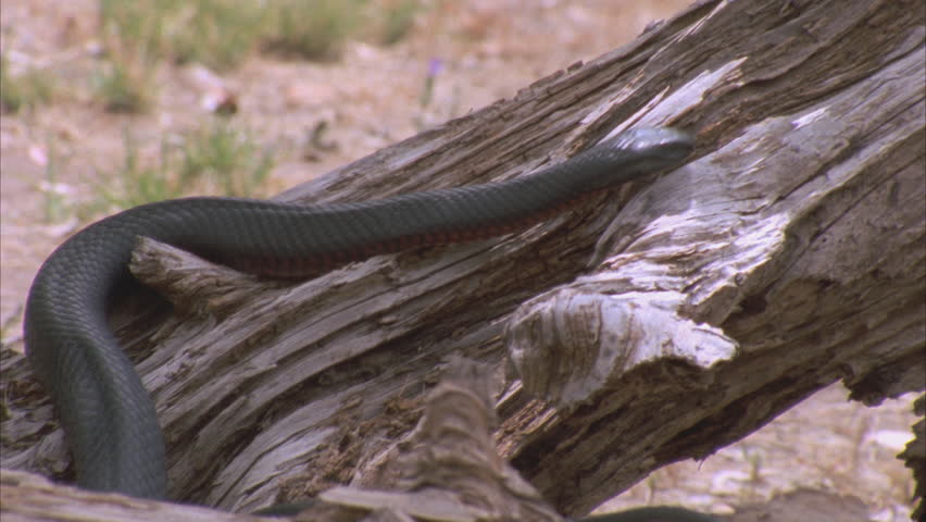 red bellied black snake slithering over fallen log