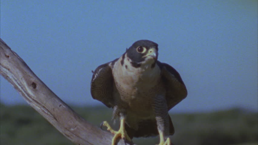 perched on branch then alights
