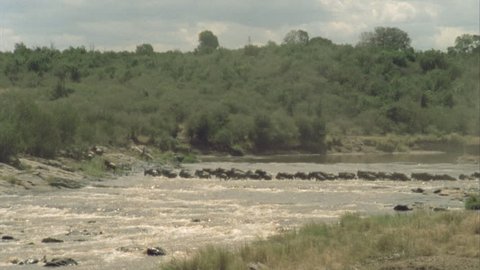 wildebeest crossing river in single file.
