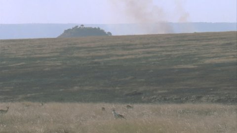 secretary bird walking in long grass, smoke rises behind a hill in the background.