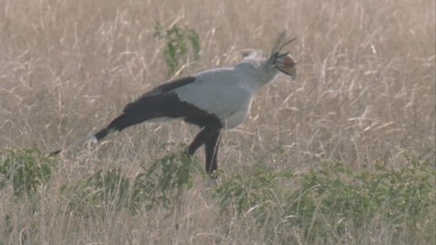 secretary bird walking through clearing in grass, see its whole body.