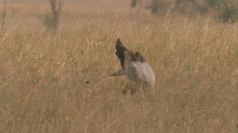Secretary bird dips down for food then turns and walks away