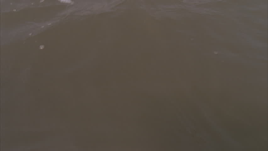 dolphin lifting whole head out of water