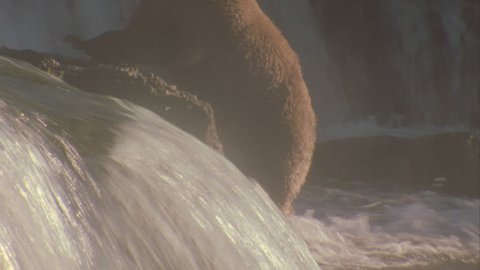 bear taking up position from base of falls to top.