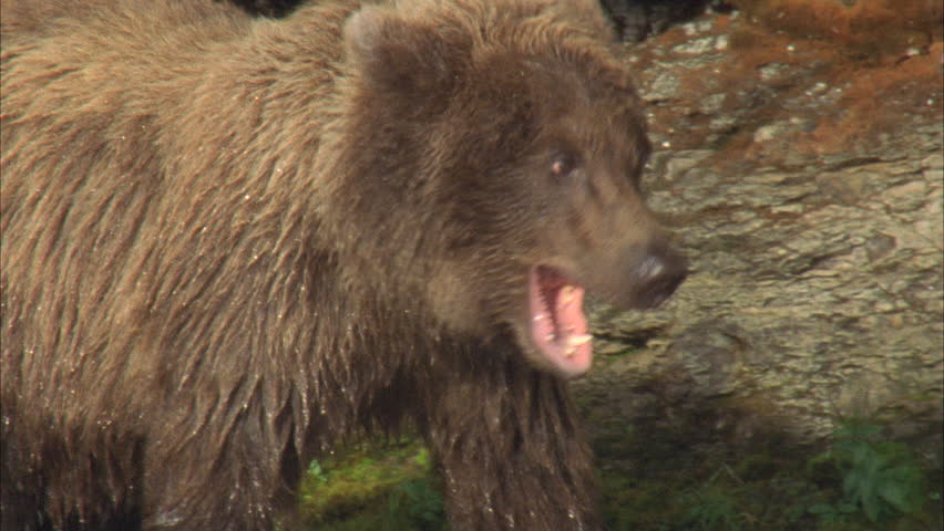 bear baby yawning showing teeth Stock Footage Video (100% Royalty-free ...