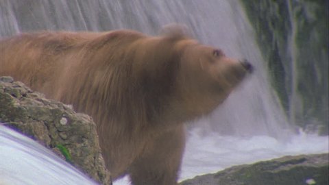 bear at waterfall shaking water watching for migrating salmon