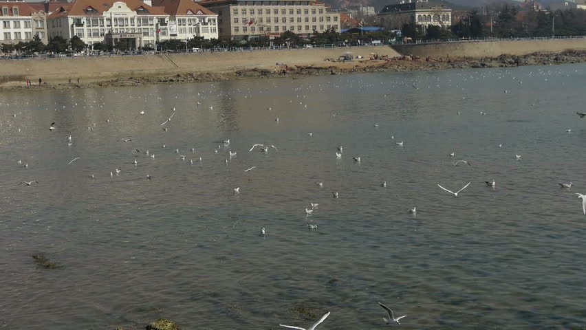 Many seagull flying in sea,reef,Seaside dams of QingDao city. gh2_01231