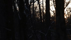 Fresh Snow in the Forest and Trees at Sunset