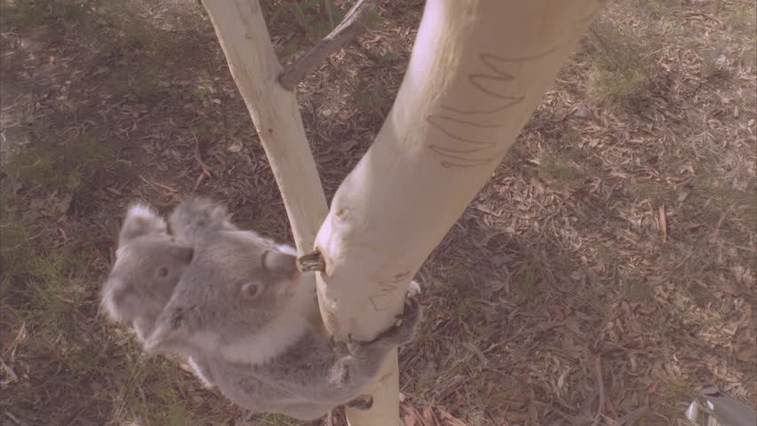 male trying to mate with female
