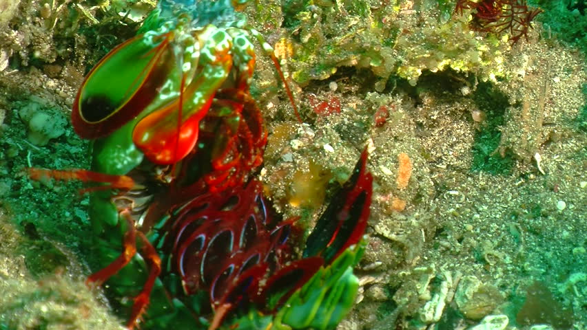 Peacock Mantis Shrimp lying on its back