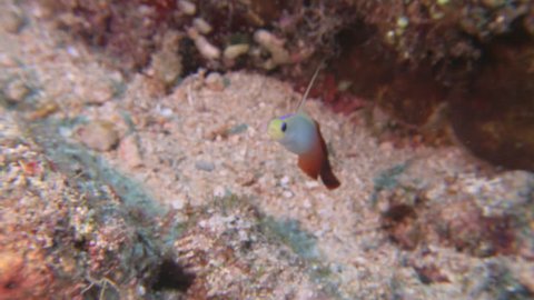 Fire Dartfish swimming in a reef
