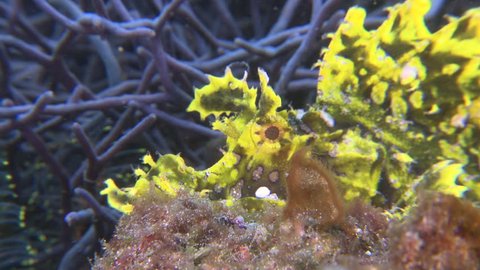 Close up of yellow Weedy Scorpionfish on the ocean floor
