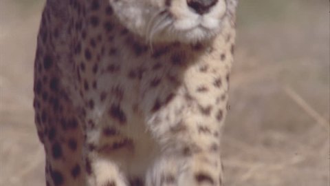 Cheetah walking towards camera cu legs cu head