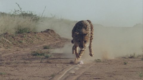 Cheetah running towards camera kicking up dust in slow motion chasing bait