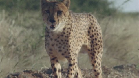 Cheetah running crouching chasing bait as if chasing its prey
