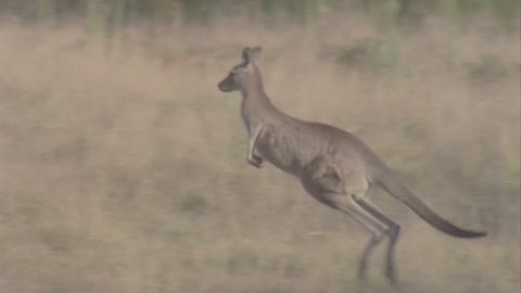 single young kangaroo hopping through grass disappears into bush