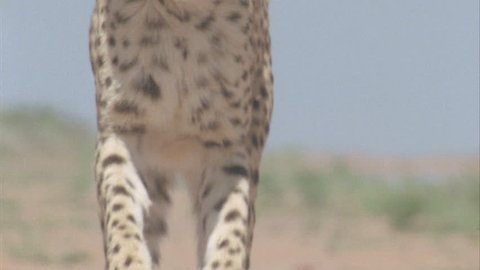 cheetah walking towards camera high speed slomo