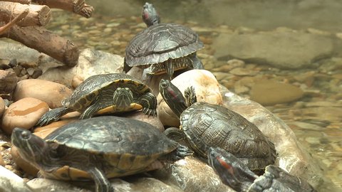 Turtle, red eared slider, sunbath on rocks