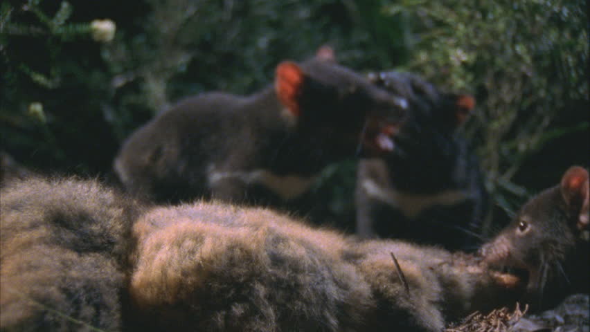 Three Tasmanian Devils Gnawing Feeding Stock Footage Video (100%