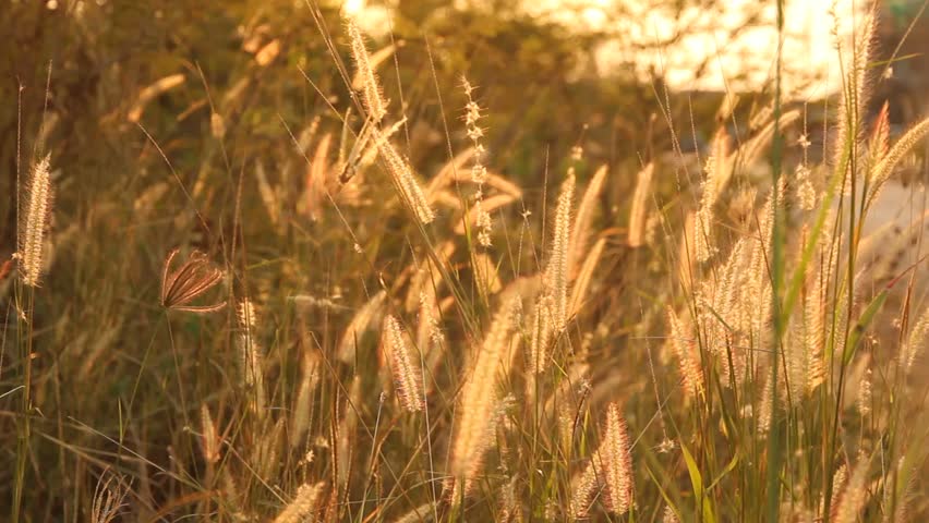 Tall Stalks of Grass Blow Stock Footage Video (100% Royalty-free ...