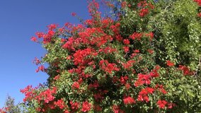 red blossoms on tree in India and wind