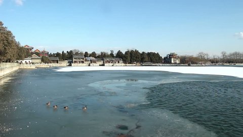 The wild ducks walk on the ice in the Summer Palace