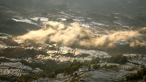 Rice Terraces. Yunnan, China