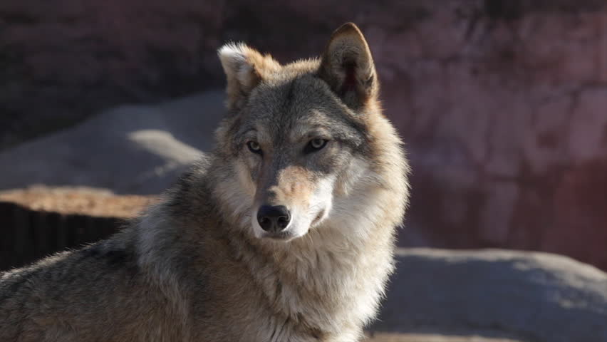 lone wolf cut female