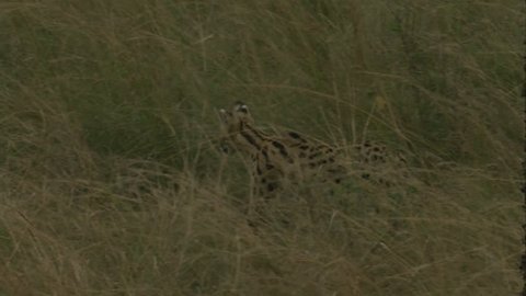 serval cat slinks around in grass, pounces and head disappears in grass possibly killed something