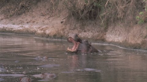 hippo yawns, mouth opening and is followed by another dung scattering territorial boundary meeting