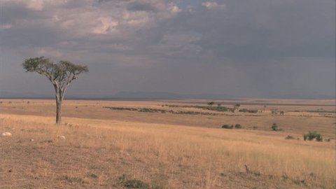 Dark sky, pending rain, over dry yellow savannah grassland