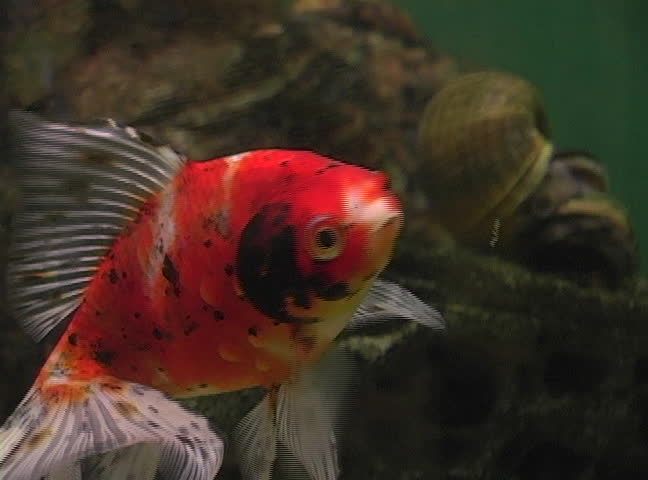Fancy Goldfish with lacy tail swims around in an aquarium