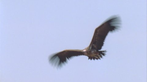 vulture taking off into the air and flying