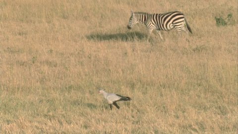 zebra and secretary bird walking in parallel across flat grassy plain